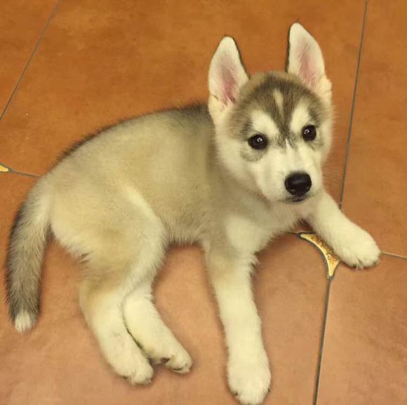 哈士奇 哈士奇價格 哈士奇多少錢