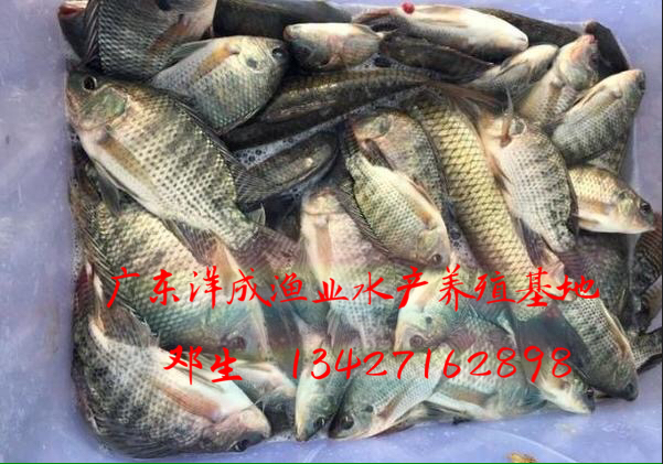 羅非魚苗 廣東羅非魚苗基地  培育羅非魚苗基地 廣東羅非魚苗哪里好 廣東羅非魚苗多少錢