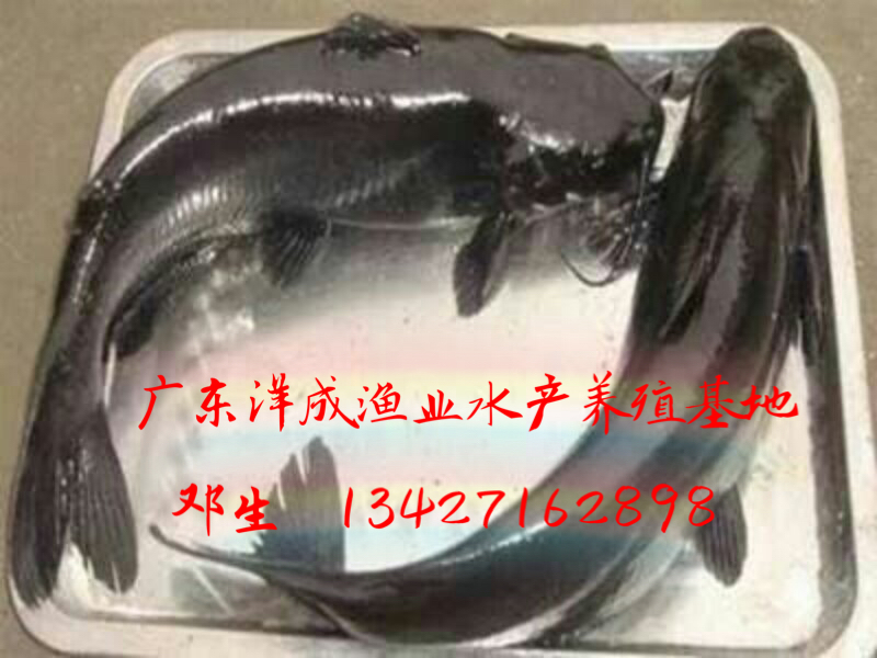 黃骨魚苗批發(fā)-價格-廠家-批發(fā)