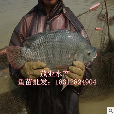 單性羅非魚苗廠家 單性羅非魚苗批發(fā) 單性羅非魚苗價(jià)格 單性羅非魚