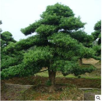 福建哪里有羅漢松供應 羅漢松批發(fā) 羅漢松供應商 羅漢松袋苗 廣東
