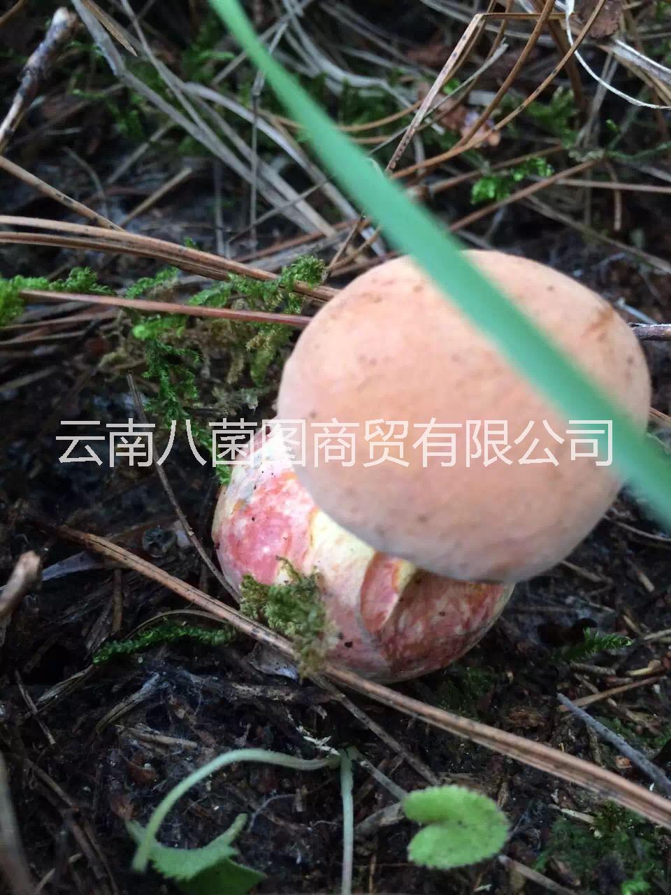 云南紅蔥菌鮮貨 紅蔥菌鮮貨批發(fā) 紅蔥菌鮮貨報價 紅蔥菌供應(yīng)商 紅蔥菌鮮菌哪里好