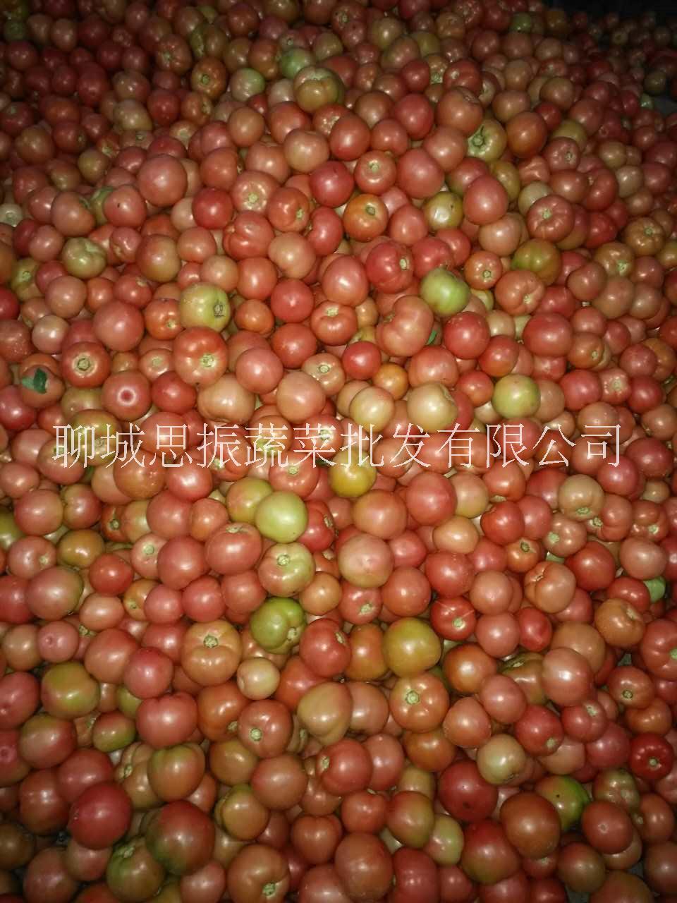 西紅柿 山東西紅柿基地 西紅柿批發(fā)價(jià)格 聊城西紅柿基地 西紅柿供應(yīng) 西紅柿報(bào)價(jià)