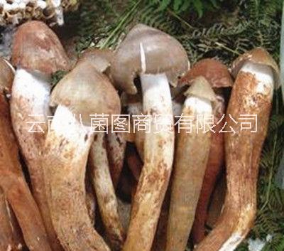 云南雞樅菌鮮貨 雞樅菌鮮貨報價 雞樅菌鮮貨批發(fā) 雞樅菌鮮貨哪里好 雞樅菌供應(yīng)商