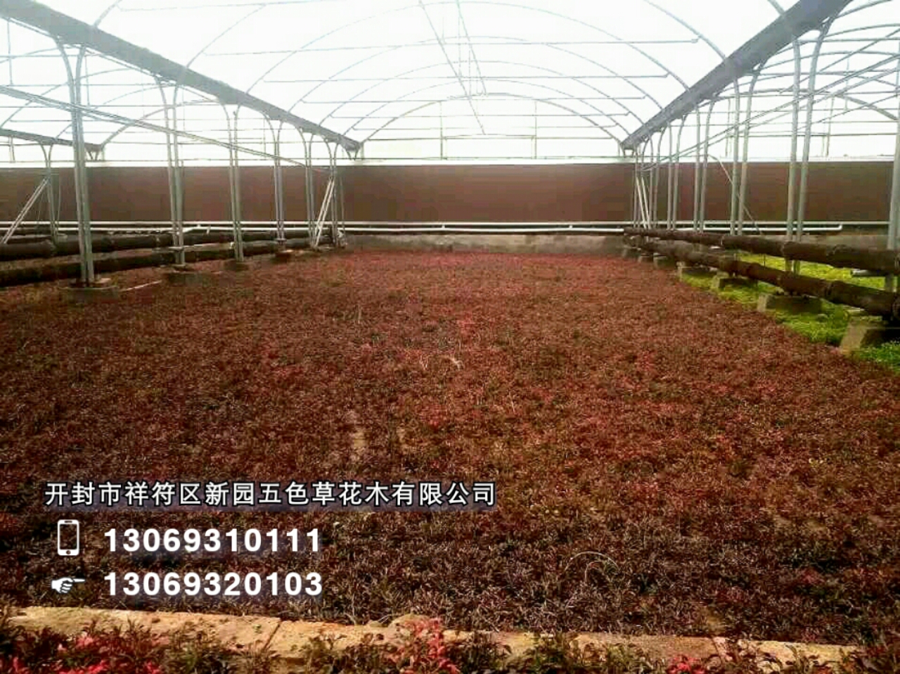 開封新園五色草造型素材--五色草