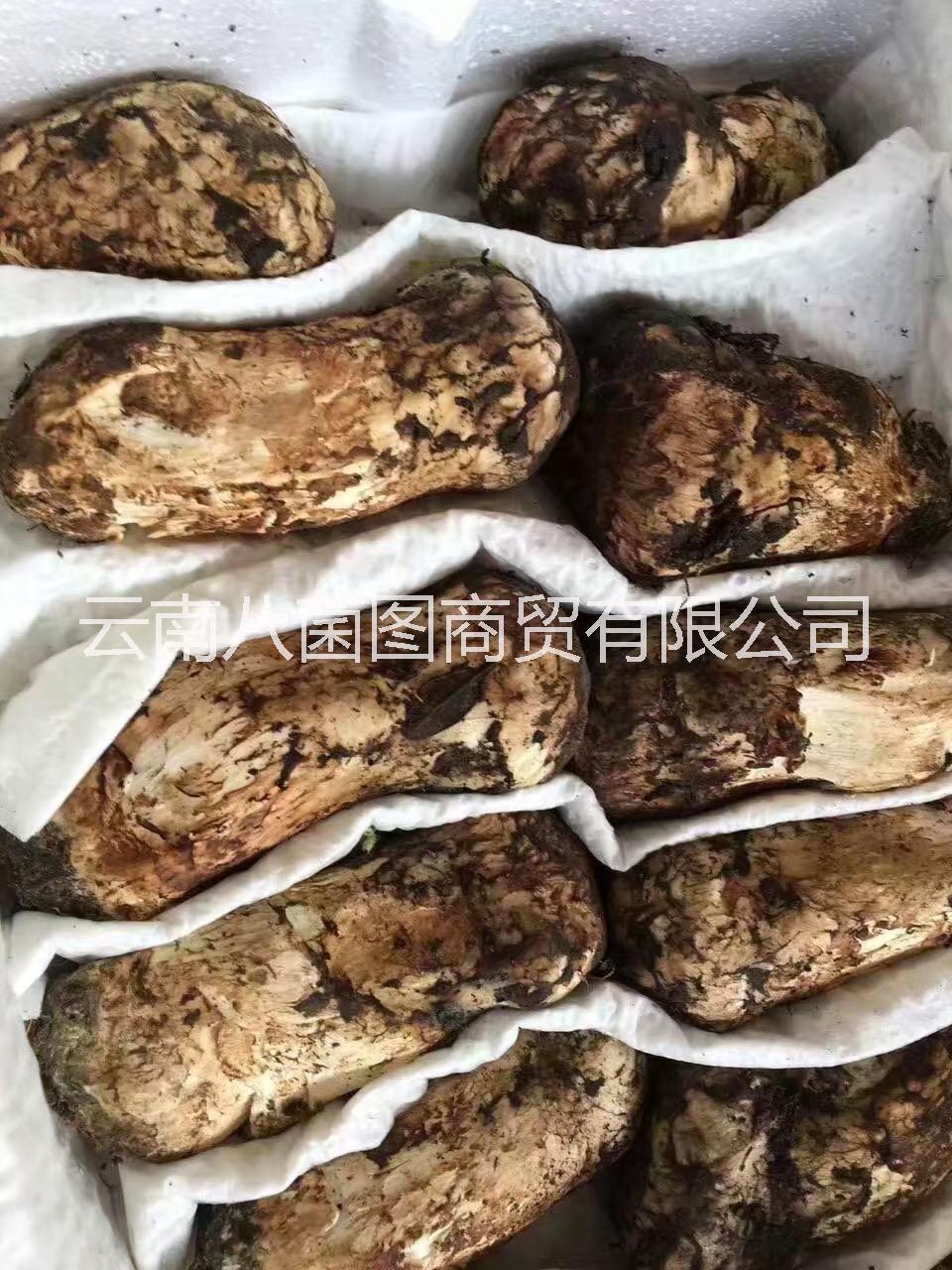 云南鮮松茸菌 鮮松茸菌批發(fā) 鮮松茸菌報價 鮮松茸菌哪里好 鮮松茸菌批發(fā)商