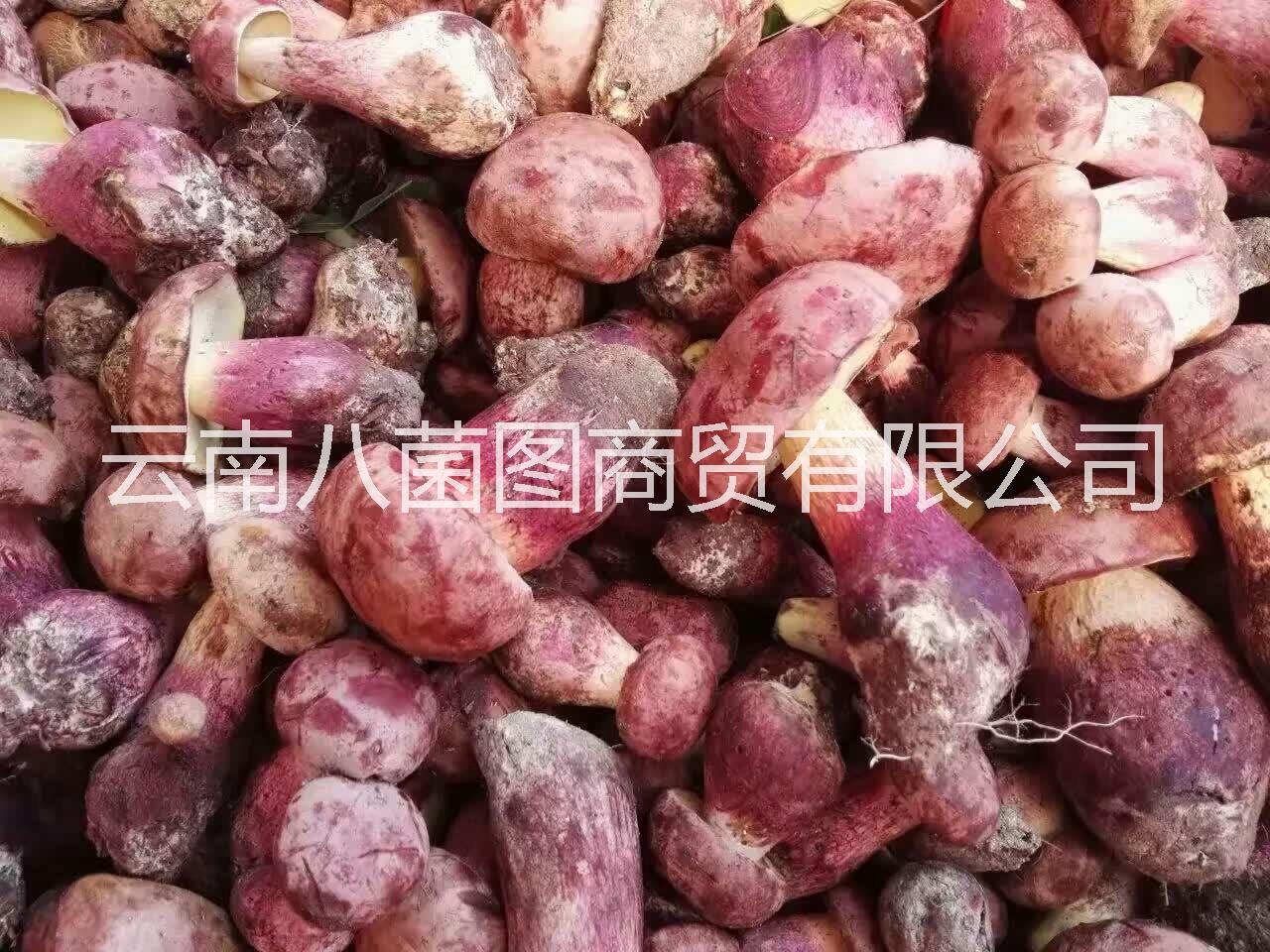 云南紅蔥菌鮮貨 紅蔥菌鮮貨批發(fā) 紅蔥菌鮮貨報價 紅蔥菌供應(yīng)商 紅蔥菌鮮菌哪里好