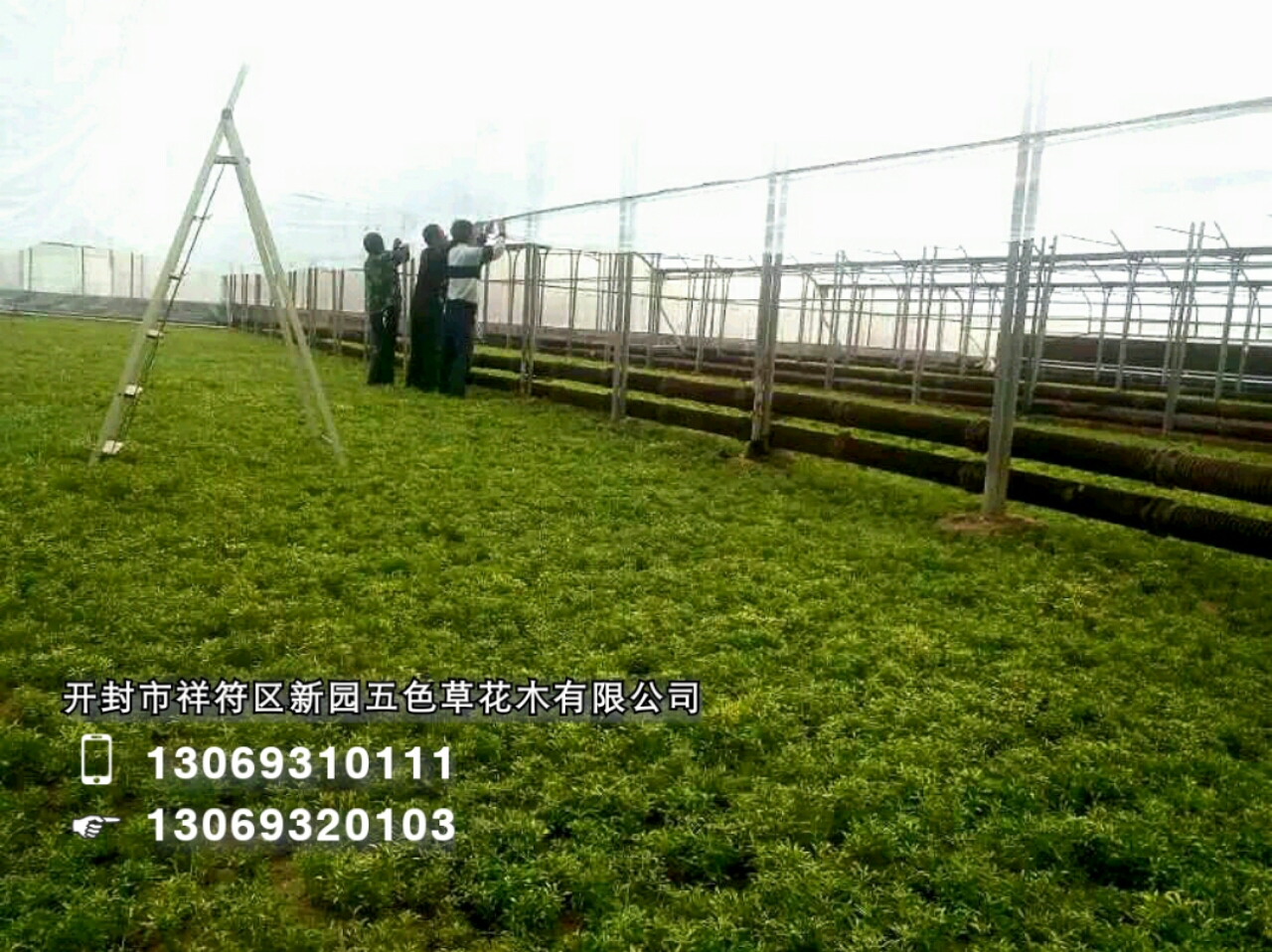 開封新園五色草造型素材--五色草