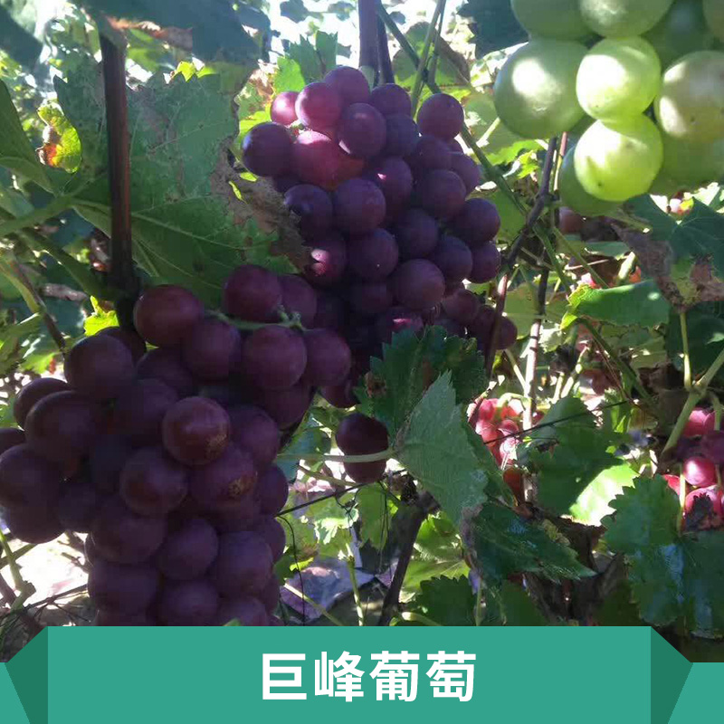 巨峰葡萄適應(yīng)性強(qiáng)抗病抗寒性能好喜肥水果實(shí)穗大粒大價(jià)格實(shí)惠巨峰葡萄生產(chǎn)基地