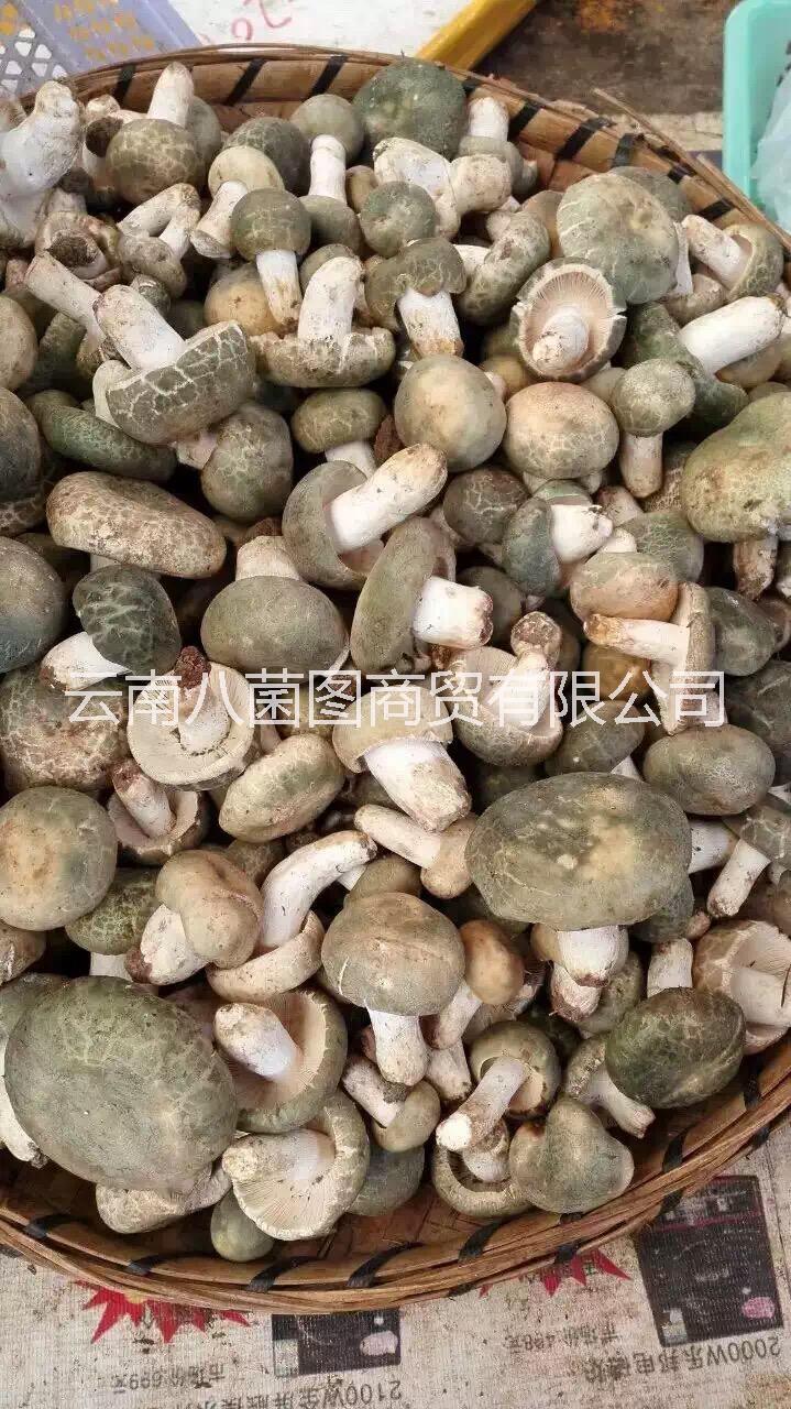 云南青頭菌鮮貨 青頭菌鮮貨批發(fā) 青頭菌鮮貨報價 青頭菌鮮貨供應(yīng)商 青頭菌哪里好