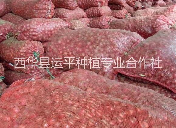 紅皮小洋蔥供應 基地*出口小洋蔥 小洋蔥頭 紅皮洋蔥