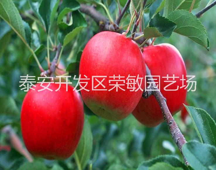 基地產(chǎn)年供應(yīng) 紅將軍蘋果 種優(yōu)質(zhì)蘋果苗