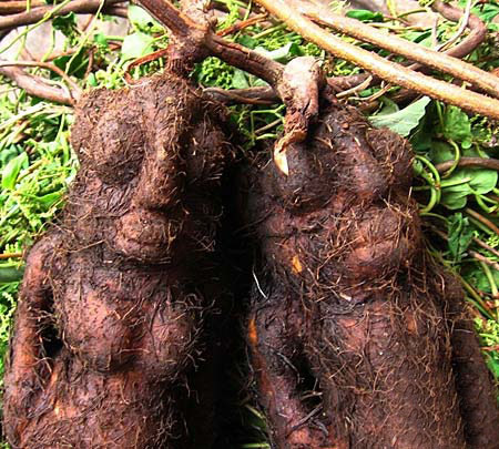 何首烏 何首烏提取物