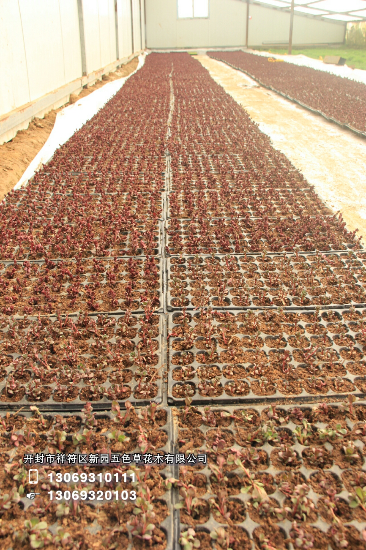 開(kāi)封新園五色草造型素材--佛甲草 開(kāi)封新園五色草造型素材--胭脂紅 新園五色草造型素材--胭脂紅景天 新園立體造型素材-