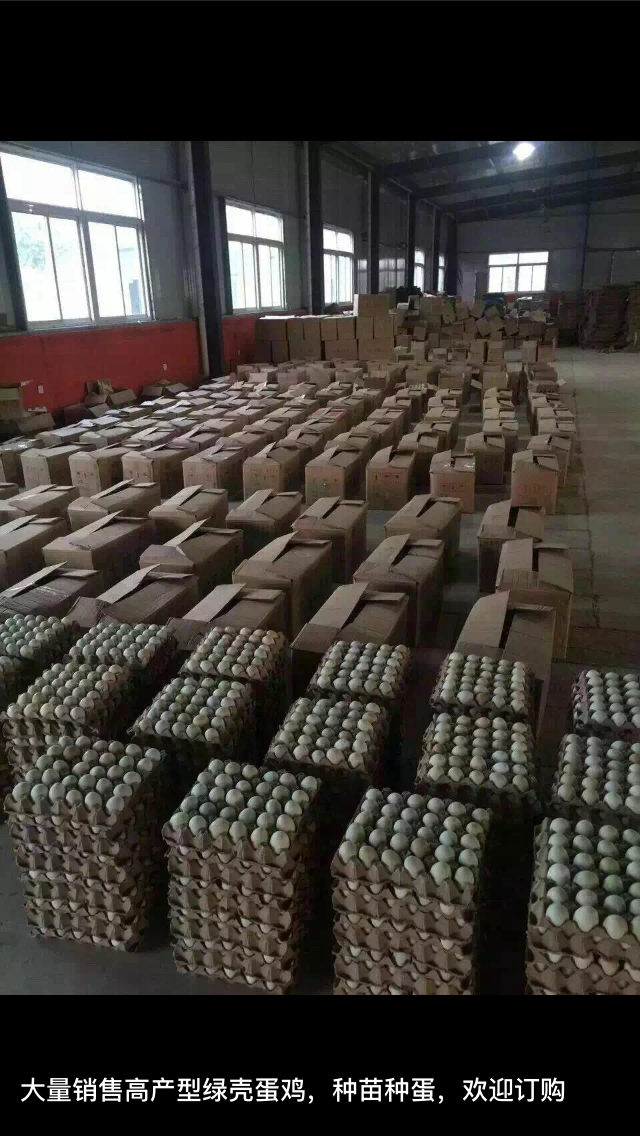 綠殼蛋雞種蛋  五黑雞種蛋高產(chǎn)黑羽 黃麻羽種蛋 貴妃雞種蛋 土雞種蛋