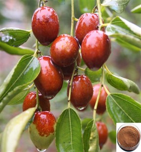 大棗提取物