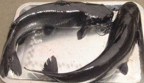 班點叉尾鮰魚苗出售電話