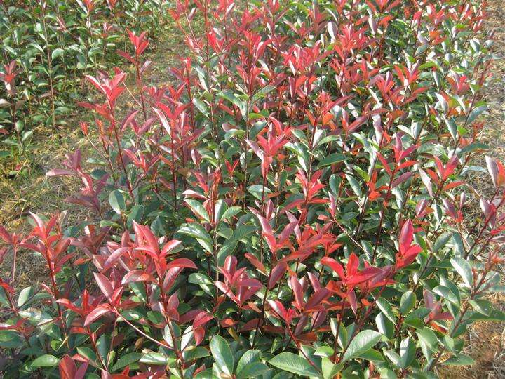 湖南長沙紅葉石楠小苗容器苗批發(fā)價格2017紅葉石楠樹苗報價