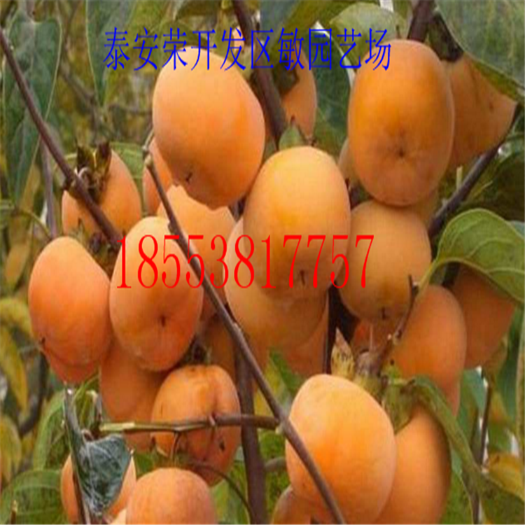 基地培育各種 青柿 鑼盤柿 牛心柿等優(yōu)質(zhì)柿子苗北方種植當(dāng)年結(jié)果