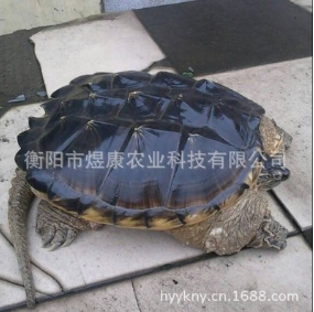 煜康科技 長(zhǎng)期供應(yīng)優(yōu)質(zhì)無(wú)公害養(yǎng)殖產(chǎn)品鱷魚龜種苗 商品龜 鱷魚龜種苗 雄鱉