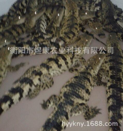 長期供應(yīng)新鮮鱷魚肉 衡陽市鱷魚*經(jīng)銷商