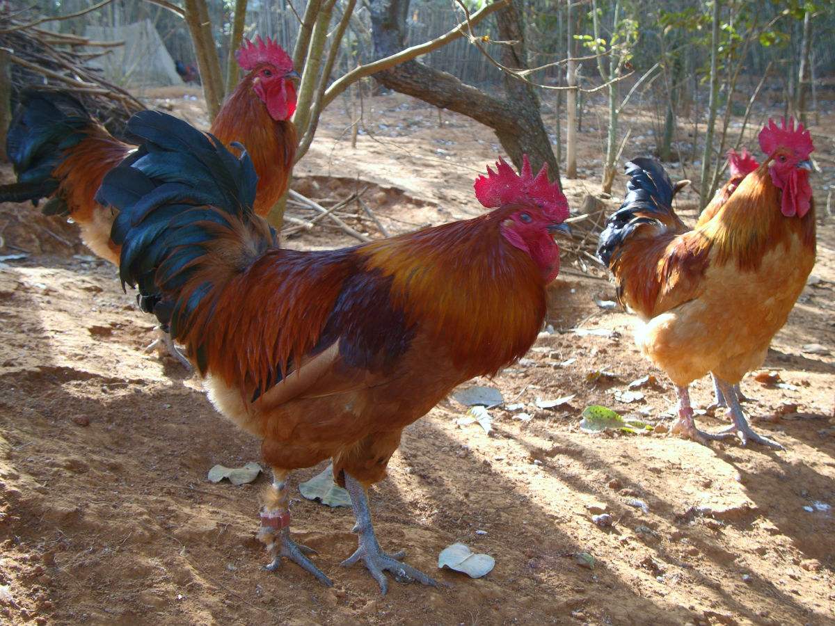 雞苗批發(fā)紅毛公雞苗麻雞苗土雞苗黑土雞苗小腳土雞苗  紅毛土雞公  土雞