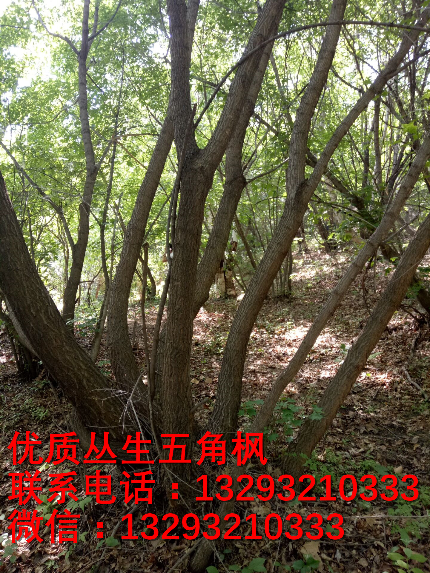 叢生五角楓批發(fā) 叢生五角楓訂購 叢生五角楓供貨商