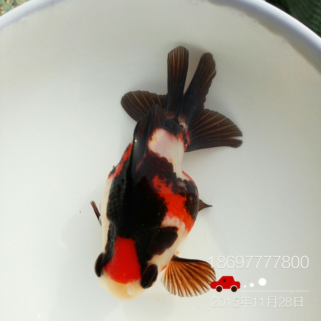 鎏金金魚鎏金金魚批發(fā)價格鎏金金魚批發(fā)廠家鎏金金魚養(yǎng)殖公司