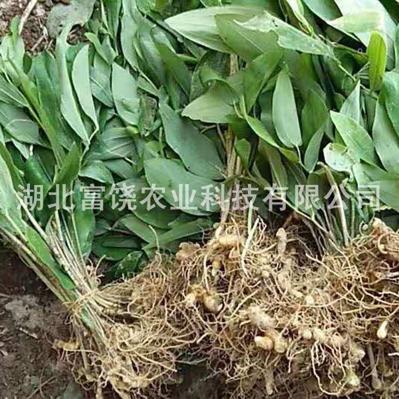 黃精種苗 湖北姜型多花甜黃精種莖 黃精基地直銷批發(fā) 黃精價(jià)格