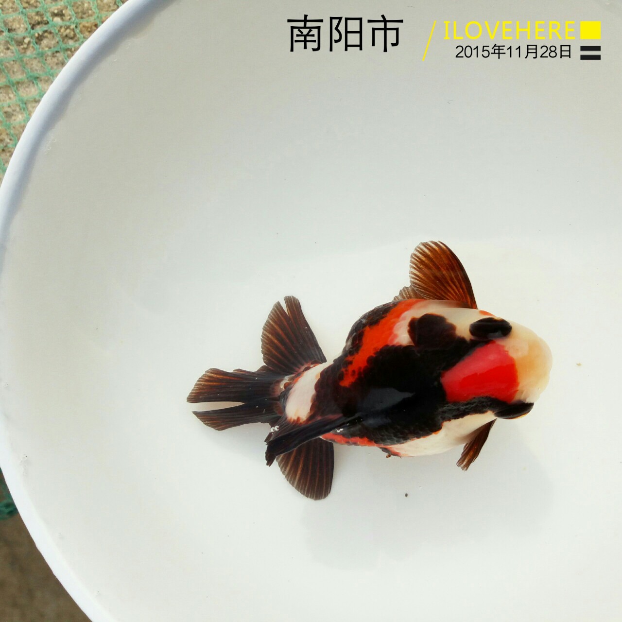 鎏金金魚鎏金金魚批發(fā)價格鎏金金魚批發(fā)廠家鎏金金魚養(yǎng)殖公司