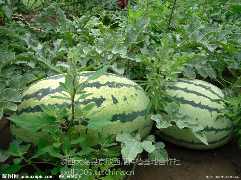 陜西早冠龍西瓜@陜西早冠龍西瓜批發(fā)@陜西早冠龍西瓜供應商