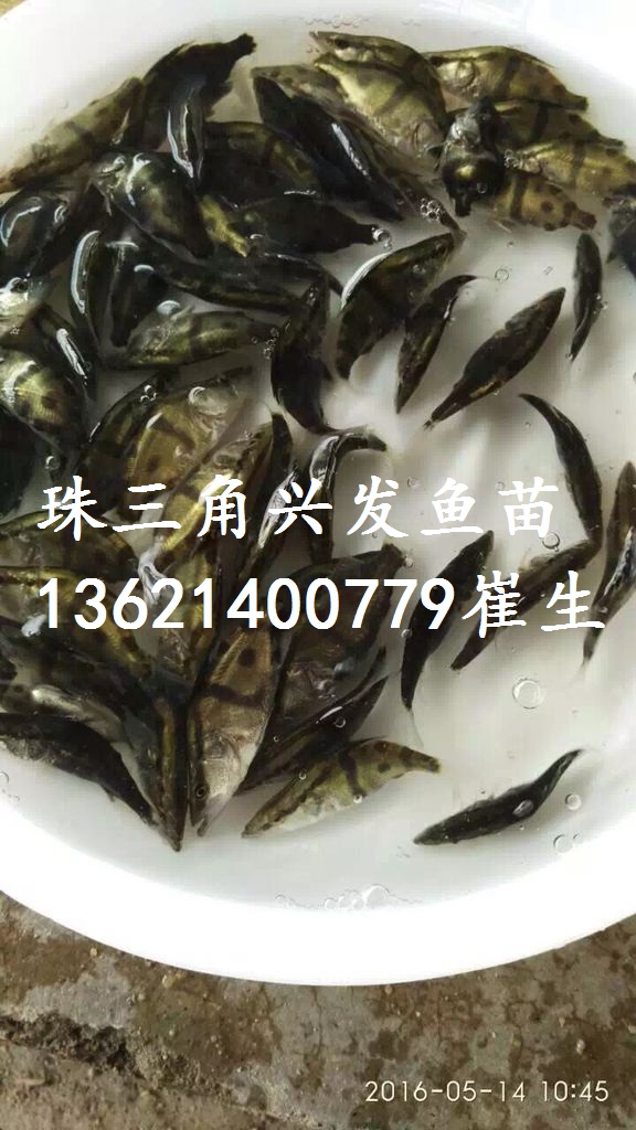 廣東鱖魚苗批發(fā) 哪里有鱖魚苗賣 桂花魚苗批發(fā) 佛山鱖魚苗  福建鱖魚苗 廣州鱖魚苗