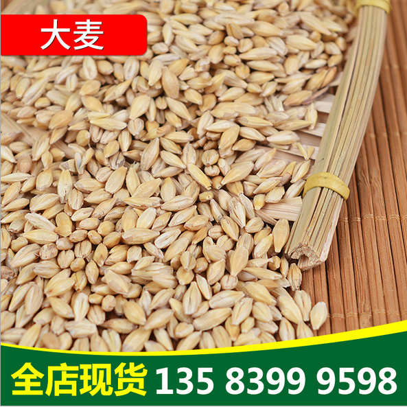 大麥批發(fā)優(yōu)質(zhì)帶殼大麥 飼料大麥 牟麥 飯麥 農(nóng)作谷物五谷雜糧 飼料大麥批發(fā)商