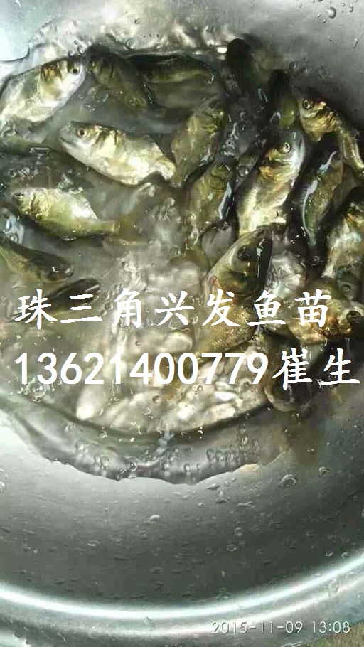 廣東縮骨大頭、湖南縮骨鳙魚、縮骨花鰱 廣東縮骨大頭魚苗批發(fā)