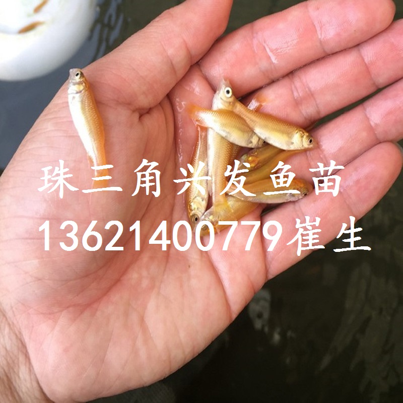廣東金草魚苗、廣西金鯇魚苗、俄羅斯金絲草魚 湖南金草魚苗批發(fā)