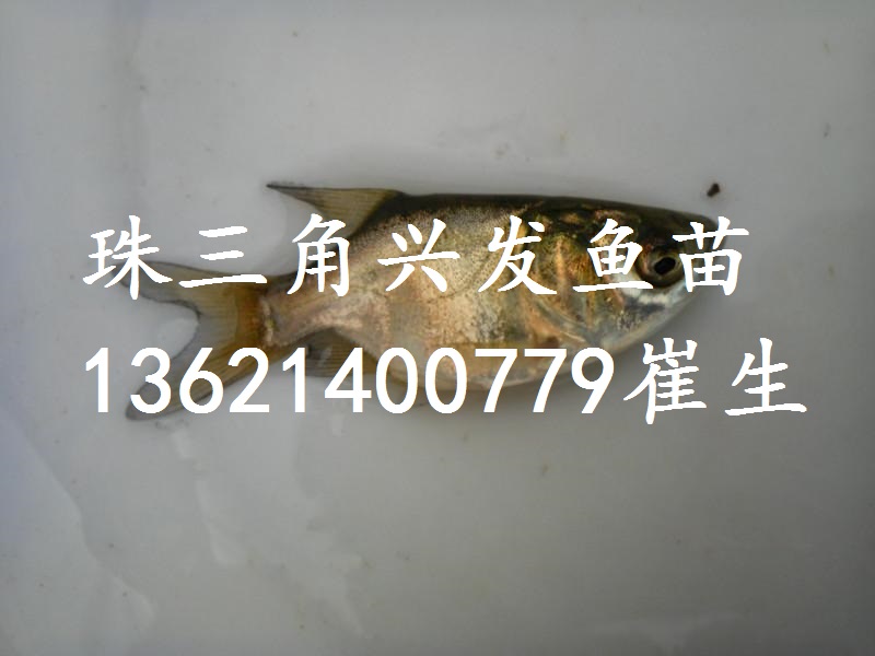 廣東縮骨大頭、湖南縮骨鳙魚、縮骨花鰱 廣東縮骨大頭魚苗批發(fā)
