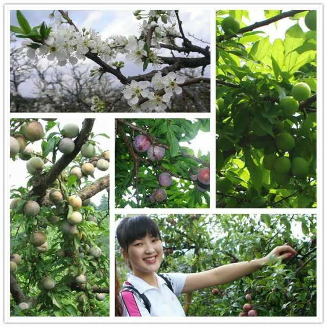 廣東韶關三華李 三華李批發(fā) 廣東三華李 三華李零售商 三華李價格 三華李哪家好
