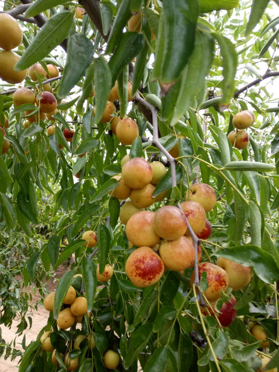 優(yōu)質(zhì)冬棗批發(fā) 優(yōu)質(zhì)冬棗批發(fā)商  冬棗種植基地