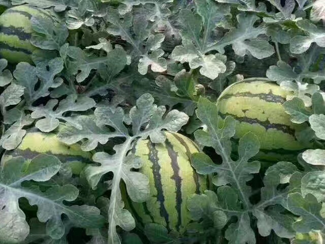 供應(yīng)陜西陸地西瓜 陜西甜王西瓜銷(xiāo)售批發(fā)