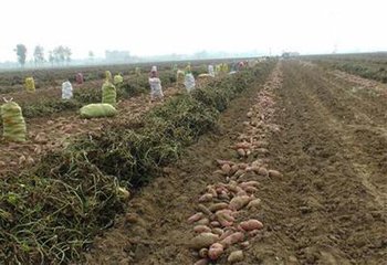河南紅河南紅薯*，專業(yè)誠信*薯*