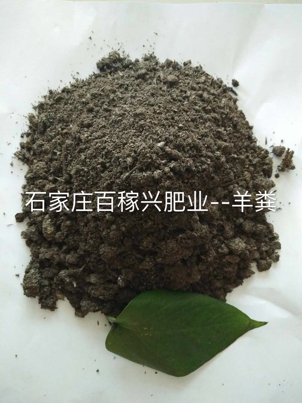 純羊糞  發(fā)酵羊糞有機肥