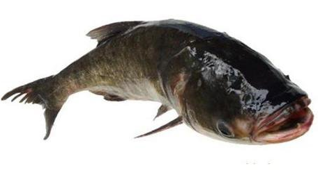 草魚養(yǎng)殖銷售   廣西雞養(yǎng)殖  鴨養(yǎng)殖