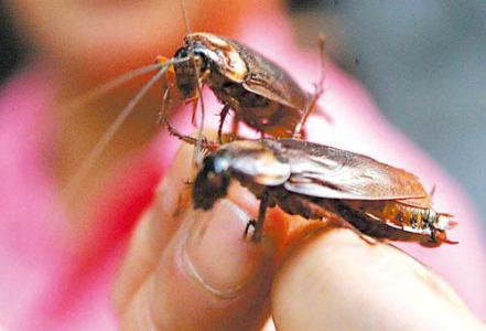 江東滅蟑螂公司 江東KTV滅蟑螂 江東家庭滅蟑螂 江東會所滅蟑螂