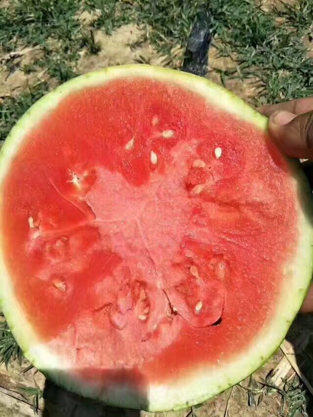 陜西京欣西瓜價格 陜西京欣西瓜電話，陜西京欣西瓜報價