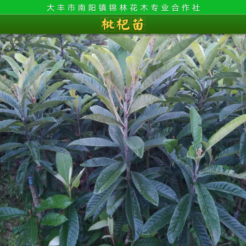 南陽錦林花木專業(yè)合作社枇杷樹苗木常綠小喬木枇杷果樹苗批發(fā)