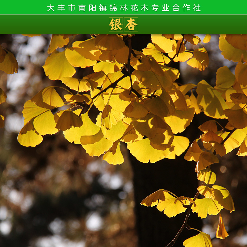 庭蔭樹行道樹銀杏苗木園林觀賞綠化工程樹苗栽植銀杏樹苗