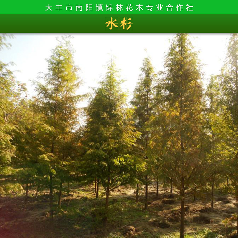 園林綠化工程植物水杉苗木水景樹行道樹落葉喬木水杉樹苗批發(fā)