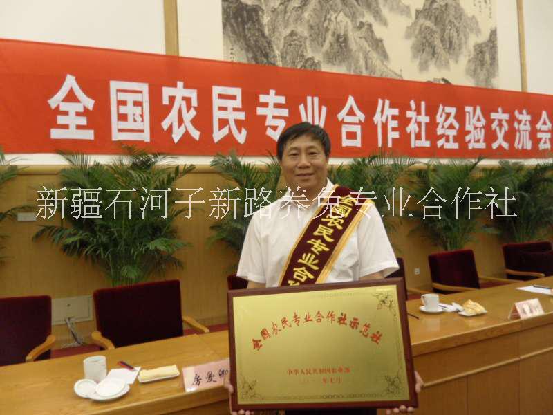 養(yǎng)殖兔子肉兔種兔獺兔新疆種兔合作社養(yǎng)殖兔子廠家直銷