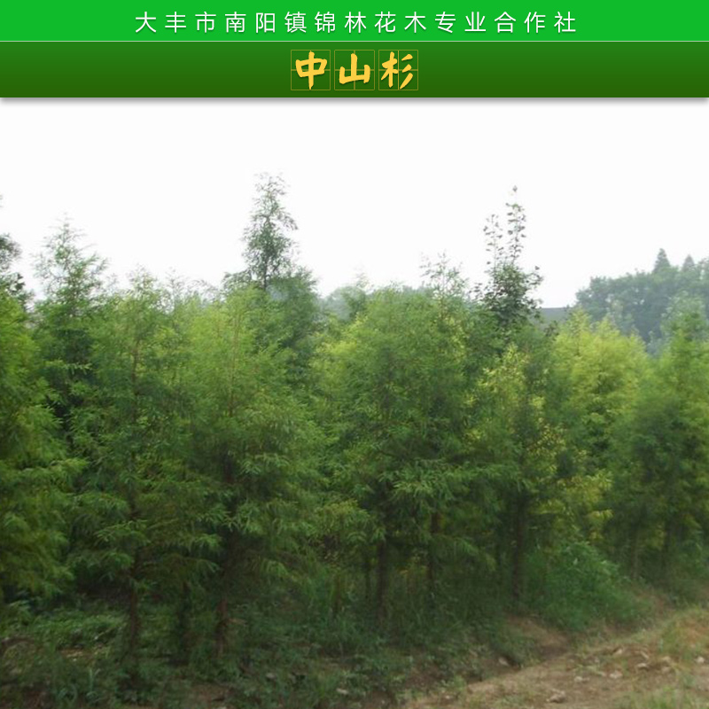 大豐農(nóng)場(chǎng)*中山杉、報(bào)價(jià)、苗木基地【鹽城市大豐區(qū)南陽鎮(zhèn)錦林花木專業(yè)合作社】