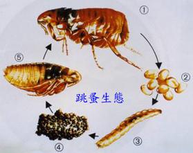 鎮(zhèn)海滅跳蚤 鎮(zhèn)海家庭滅跳蚤 鎮(zhèn)海專業(yè)滅跳蚤